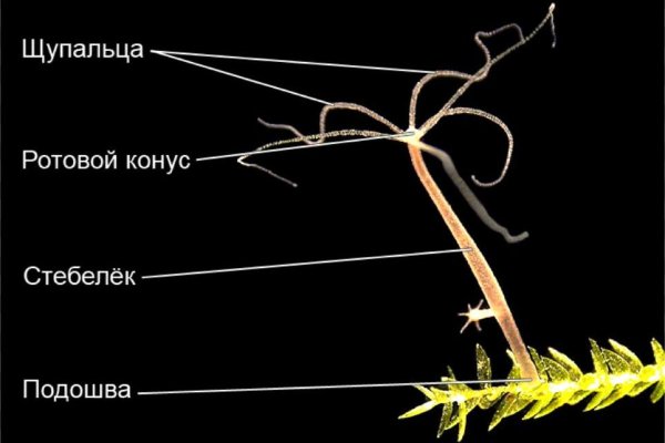 Рабочая ссылка на кракен